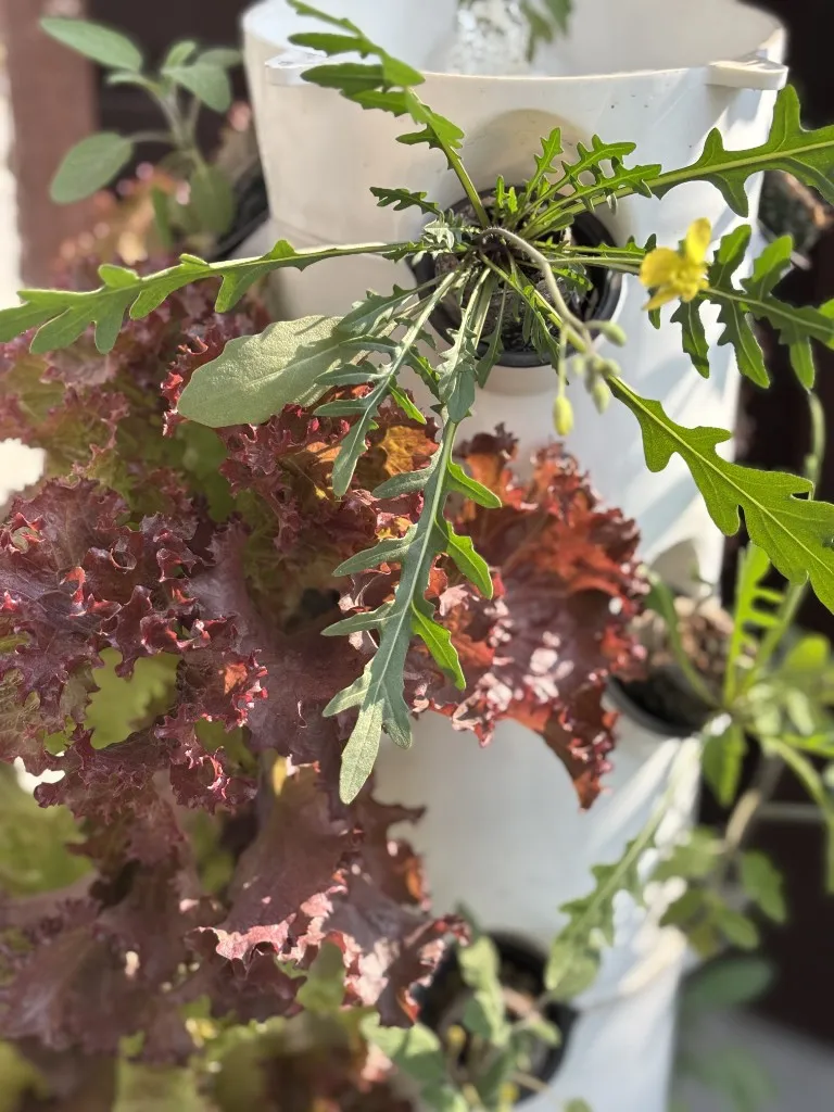 Hydroponic tower with red lettuce and leafy greens